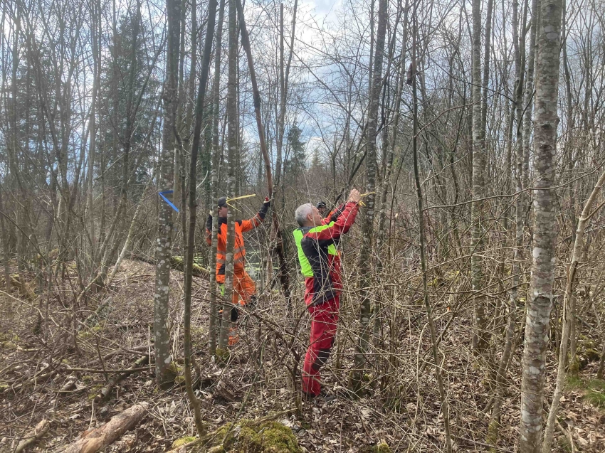 Revierf&ouml;rster Roman Gschwend und ein Lernender beim Markieren (&laquo;B&auml;ndeln&raquo;) eines Zukunftsbaums in Blau sowie der &laquo;Konkurrenten&raquo; in Gelb. Die Konkurrenten werden anschliessend gef&auml;llt, damit der Zukunftsbaum optimal wachsen kann. (Foto: Pascal Gm&uuml;r)
